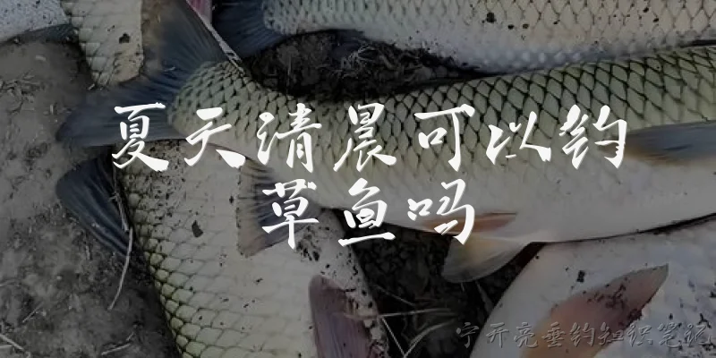夏天清晨可以钓草鱼吗:夏天清晨可以钓草鱼吗？