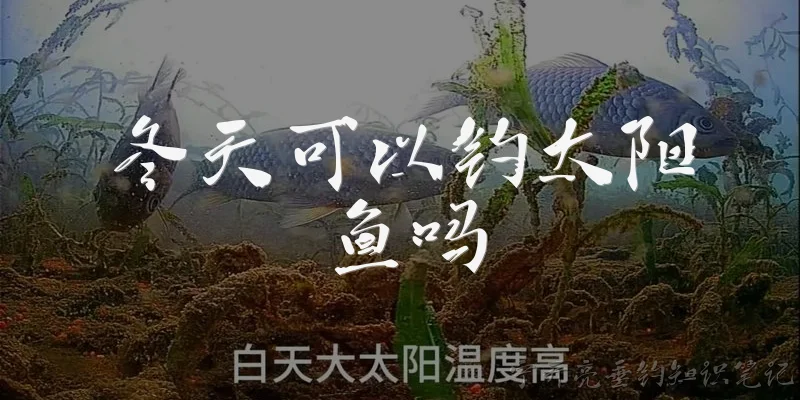 冬天可以钓太阳鱼吗:冬天可以钓太阳鱼吗？ - 2026最新冬天问答知识盘点大全