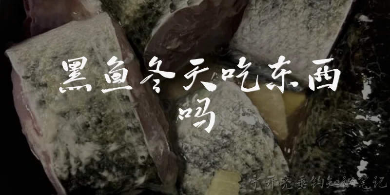 黑鱼冬天吃东西吗:黑鱼冬天吃东西吗?