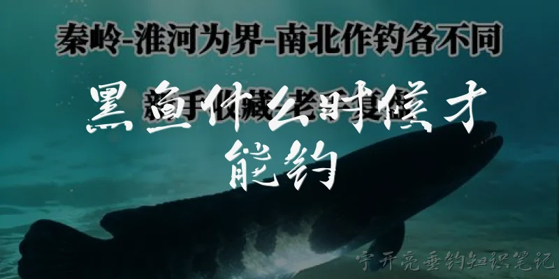 黑鱼什么时候才能钓