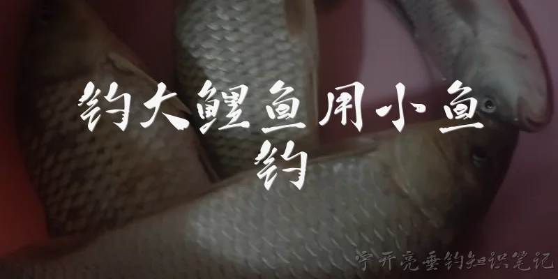 钓大鲤鱼用小鱼钓:用小鱼能钓到大鲤鱼吗？