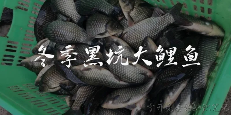 冬季黑坑大鲤鱼:2026年冬季黑坑钓大鲤鱼，选位和出钓时间有什么新讲究？