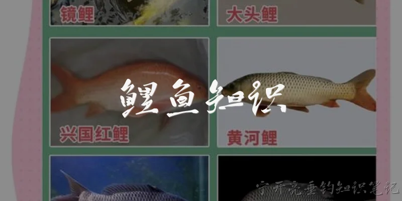 鲤鱼知识:鲤鱼有哪些常见种类和特征？