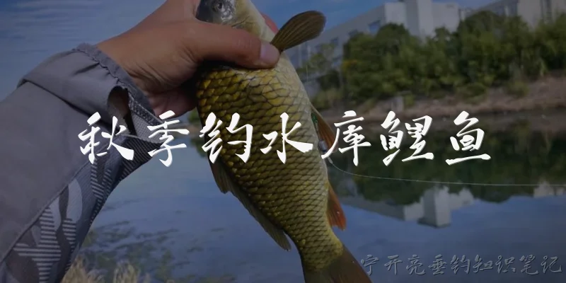 秋季钓水库鲤鱼:秋季钓水库鲤鱼，应该如何选择钓位和钓点？