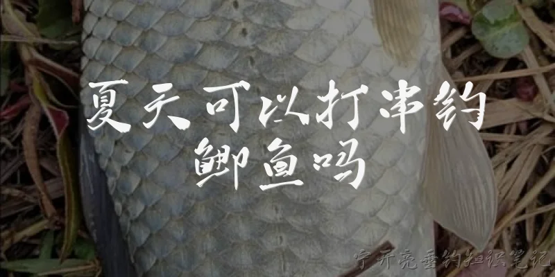 夏天可以打串钓鲫鱼吗:夏天可以打串钓鲫鱼吗?