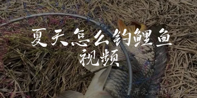 夏天怎么钓鲤鱼视频:夏天钓鲤鱼应该选择什么样的天气？