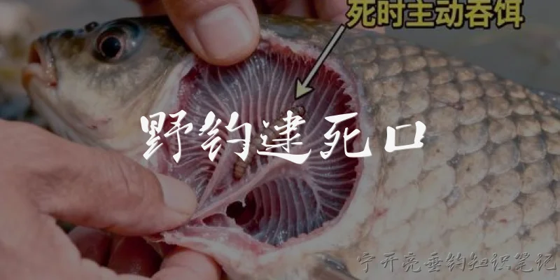 野钓逮死口:2026年野钓如何判断鱼已经吃成死口再提竿？ - 2026最新野钓问答知识盘点大全
