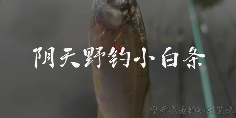 阴天野钓小白条:阴天野钓小白条，钓位应该怎么选？