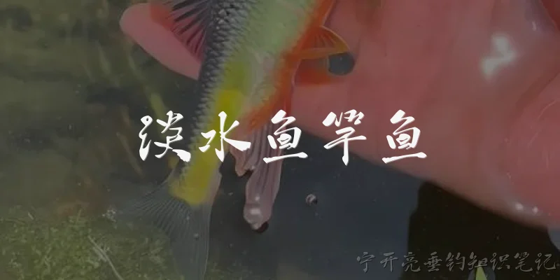 淡水鱼竿鱼:什么是淡水鱼竿？它主要用于哪些钓鱼场景？ - 2026最新鱼竿问答知识盘点大全